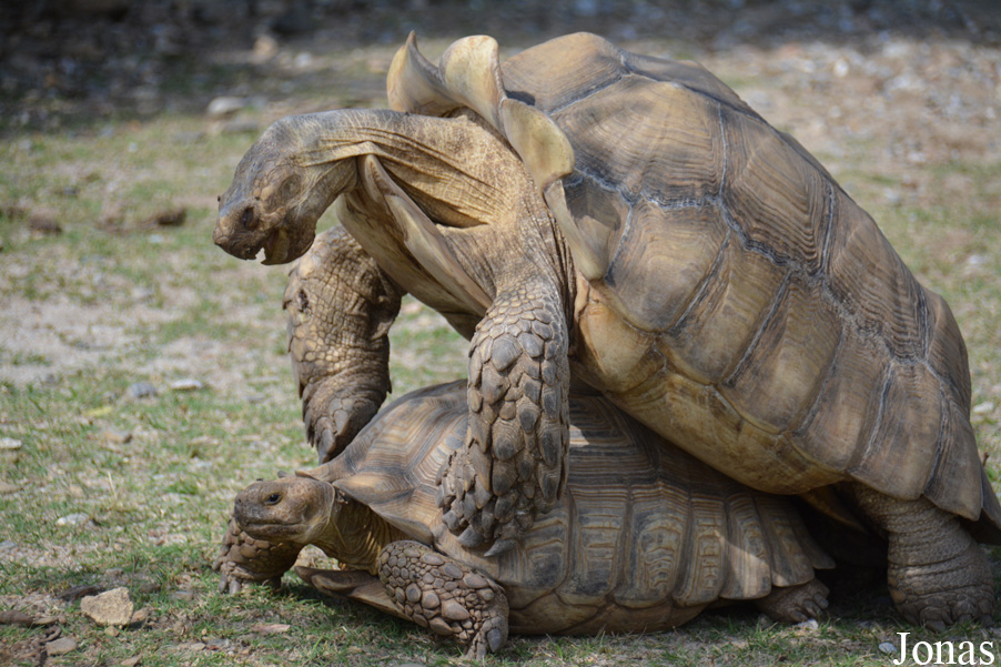 La Vallée des Tortues