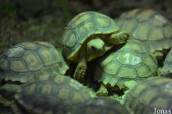 La Vallée des Tortues