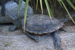 La Vallée des Tortues