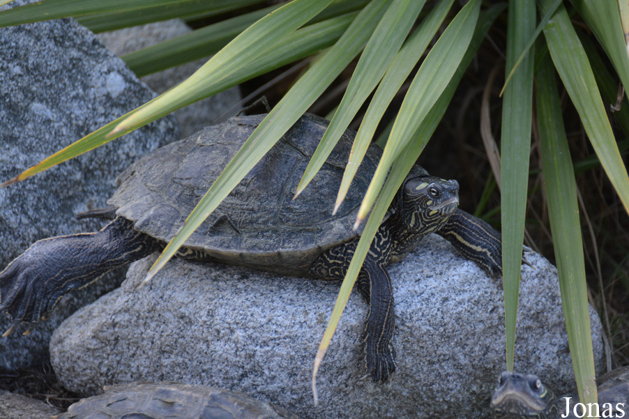 La Vallée des Tortues