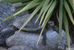 Graptemys ouachitensis