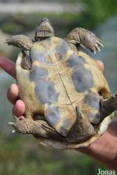 Testudo hermanni boettgeri
