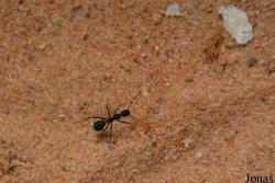 Formicinae