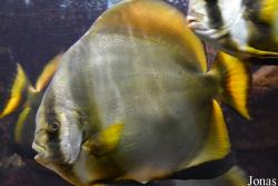 Aquarium de Canet-en-Roussillon