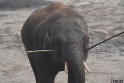 Dierenpark Emmen