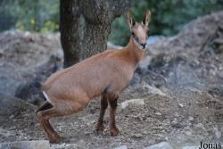 Parc Animalier de Casteil