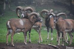 Parc Animalier des Angles en Capcir
