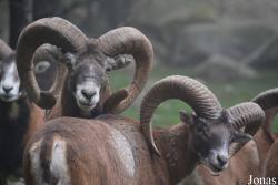 Parc Animalier des Angles en Capcir
