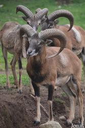 Parc Animalier des Angles en Capcir