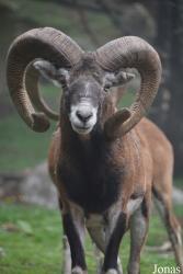 Parc Animalier des Angles en Capcir