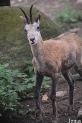 Parc Animalier des Angles en Capcir