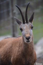 Parc Animalier des Angles en Capcir