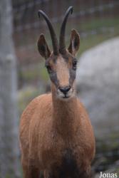 Parc Animalier des Angles en Capcir