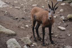 Parc Animalier des Angles en Capcir