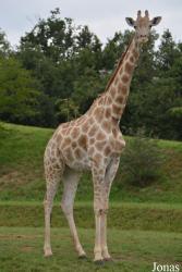 African Safari