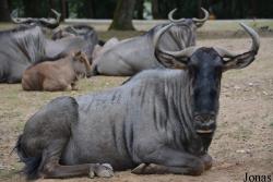 African Safari