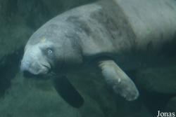 Trichechus senegalensis
