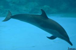 Hengqin Chimelong Ocean Kingdom