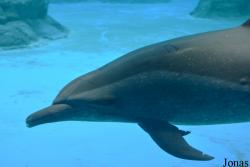 Hengqin Chimelong Ocean Kingdom