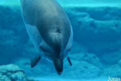 Hengqin Chimelong Ocean Kingdom
