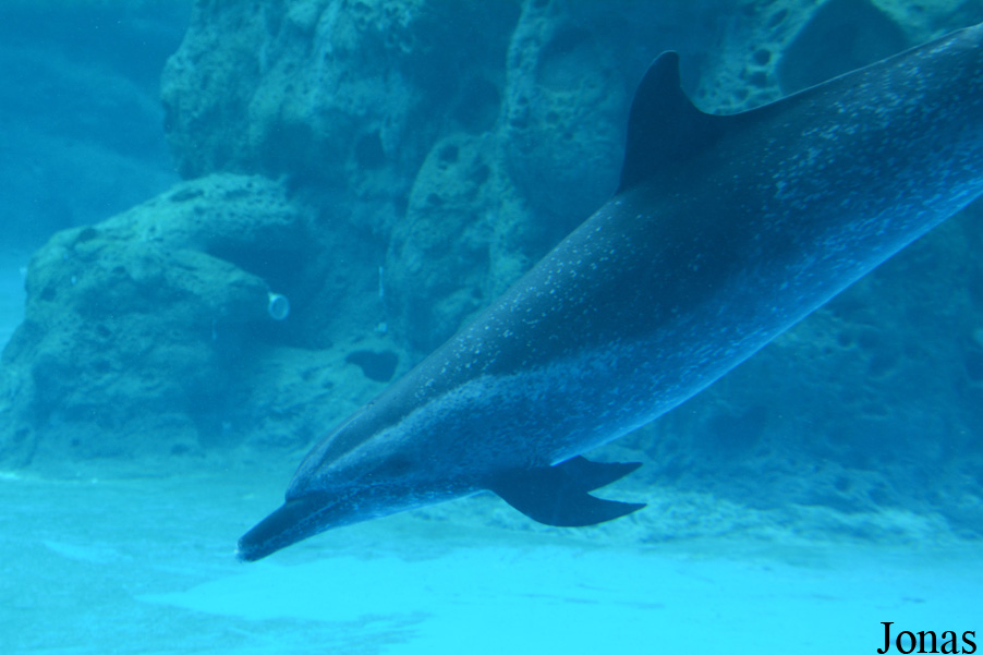 Hengqin Chimelong Ocean Kingdom