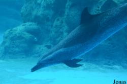 Hengqin Chimelong Ocean Kingdom