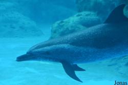 Hengqin Chimelong Ocean Kingdom