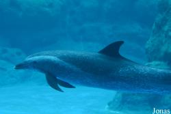 Hengqin Chimelong Ocean Kingdom