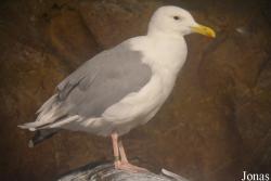 Larus glaucescens