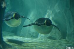 Hengqin Chimelong Ocean Kingdom