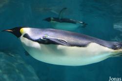 Hengqin Chimelong Ocean Kingdom