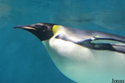 Hengqin Chimelong Ocean Kingdom