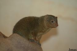 Zoo Frankfurt