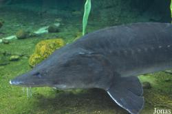 Acipenser sinensis