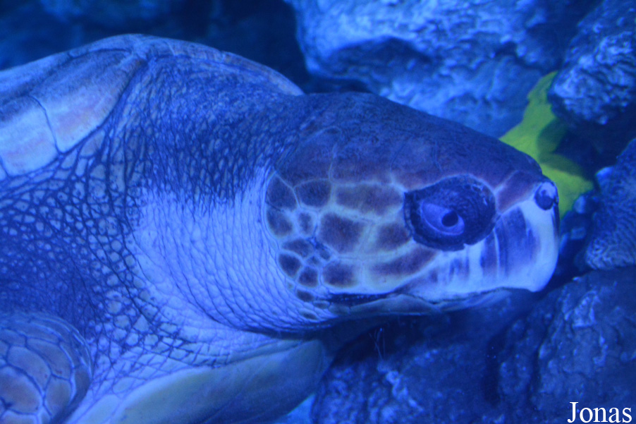 Hangzhou Underwater World