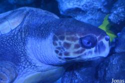 Hangzhou Underwater World