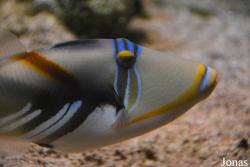 Rhinecanthus aculeatus