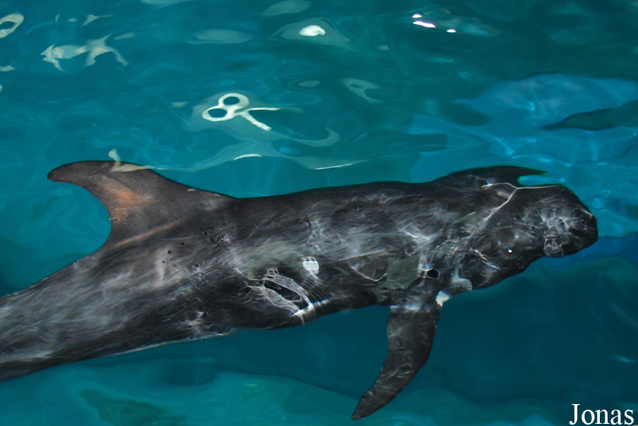 Hangzhou Polar Ocean World