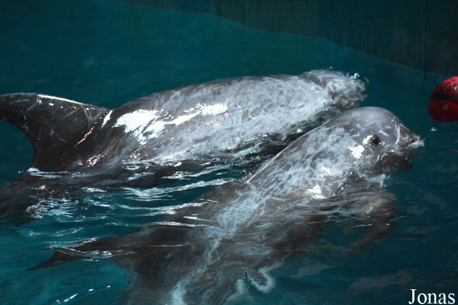 Hangzhou Polar Ocean World