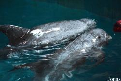 Hangzhou Polar Ocean World