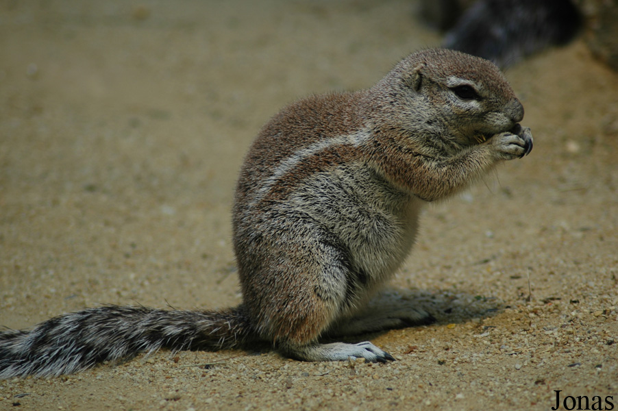 Zoo Frankfurt