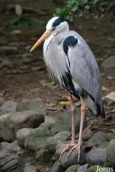Hangzhou Zoo