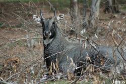 Boselaphus tragocamelus