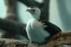 Zoo Frankfurt