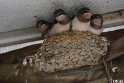 Hirundo rustica gutturalis