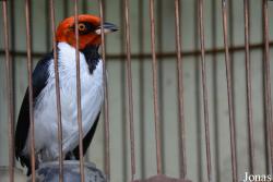 Paroaria gularis