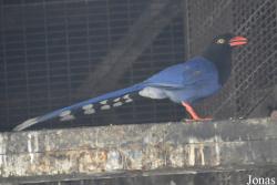 Hsinchu Zoo