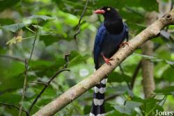 Urocissa caerulea