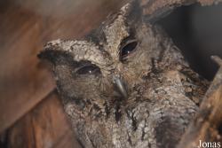 Otus lettia