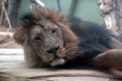Zoo Frankfurt
